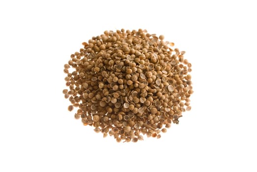 Coriander