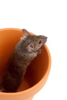 mouse in pot isolated on white