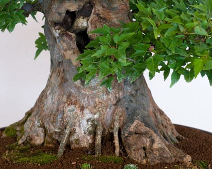 Nebari of a maple tree