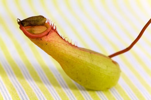Nepenthes alata,pitcher plant