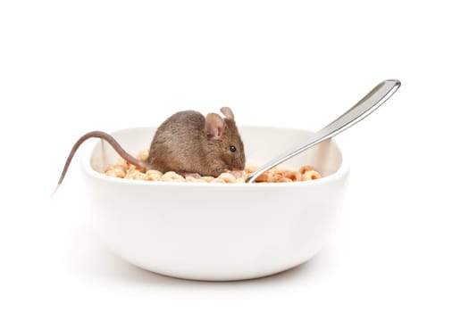 mouse in cereal bowl isolated
