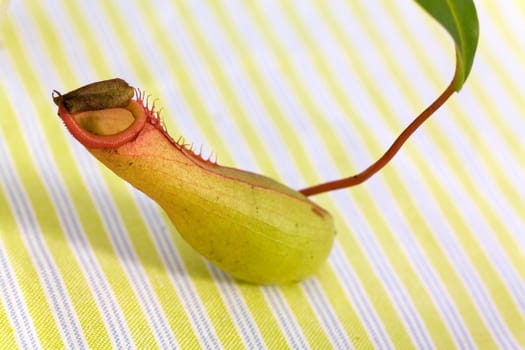 Nepenthes alata,pitcher plant