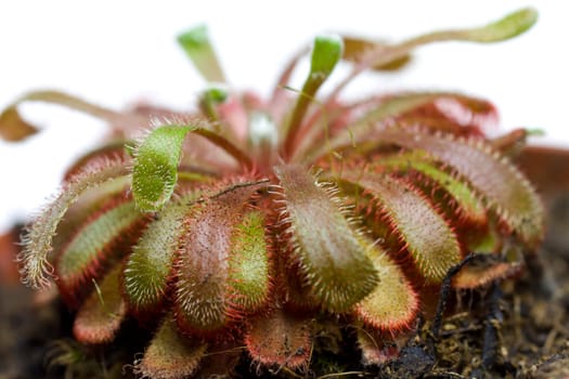 Drosera aliciae ,sundew,flesh fres