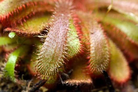 Drosera aliciae ,sundew,flesh fres