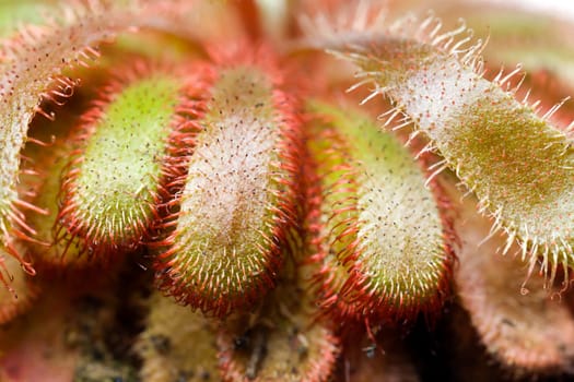 Drosera aliciae ,sundew,flesh fres