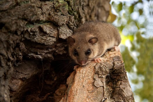 Posing with a dormouse