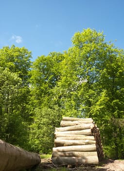 Stack of wood in the forest
