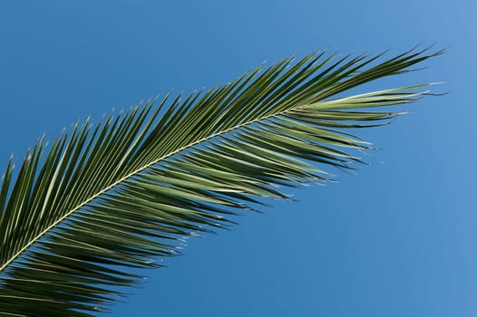 Leaf of a date palm