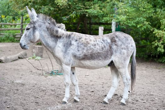 Donkey on farm