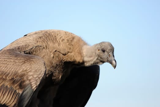 El Condor 16