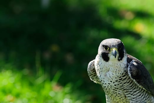 Falcon 1