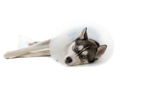 Sick Puppy