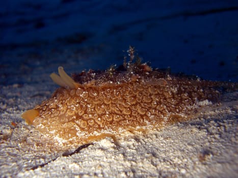Nudibranch Umbraculum umbraculum