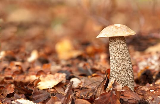 Birch bolete