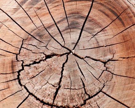Trunk