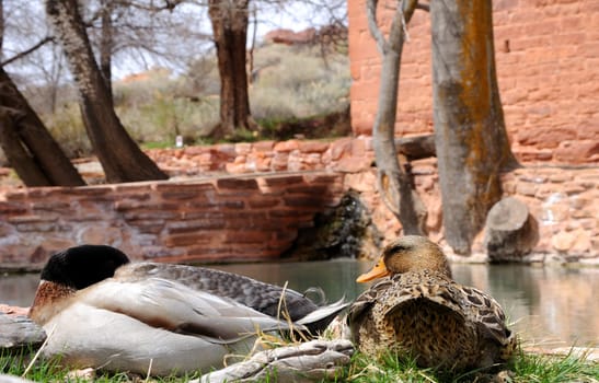 Mallards Resting at the Edge of a Pond - Pipe Springs