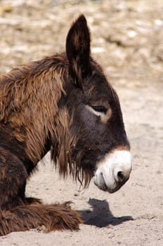 Poitou Donkey