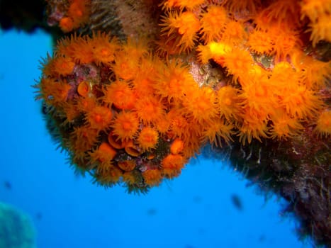 Orange Crustacean Anmon