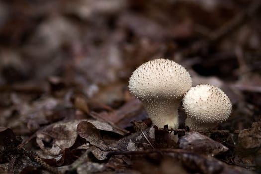 Common puffball