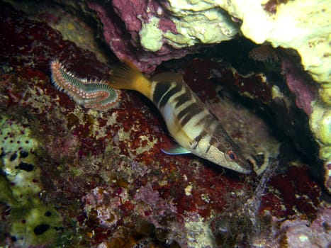 Bristle worm and perch