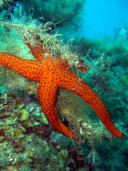 red starfish