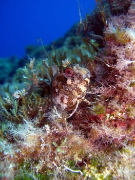 horned slime fish