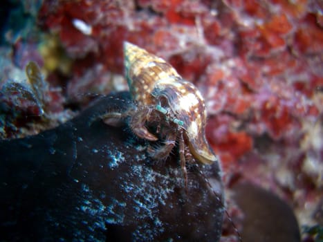 Hermit crab