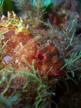 small scorpionfish
