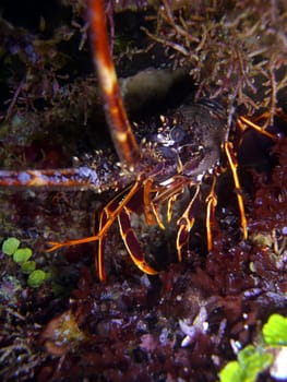 Crayfish