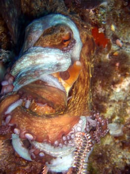 Bart-Feuerborstenwürmer (Hermodice carunculata) attakieren einen Kraken