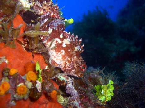 small scorpionfish