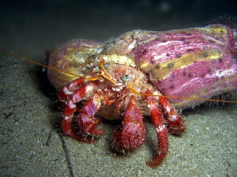 Hermit crab