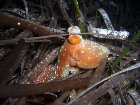 Octopus in seaweed