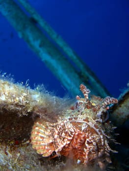 Scorpionfish