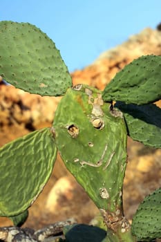 Cactus Face