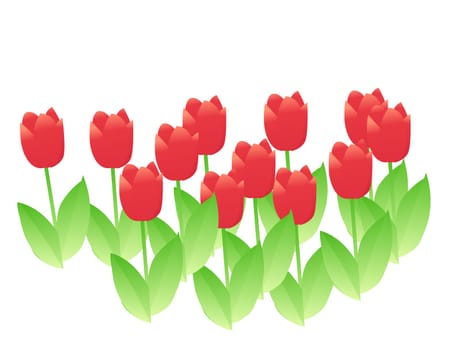 Tulip flower