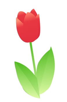 Tulip flower