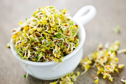 Alfalfa sprouts in a cup