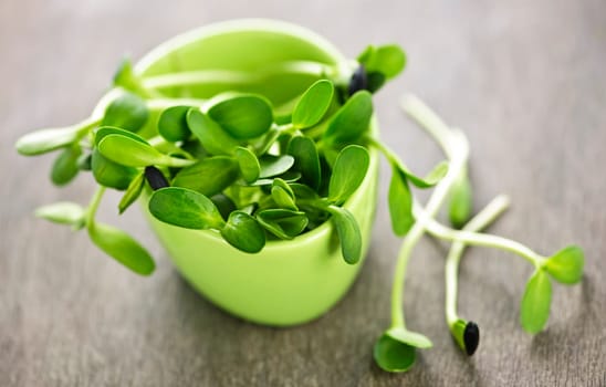 Green sunflower sprouts in a cup