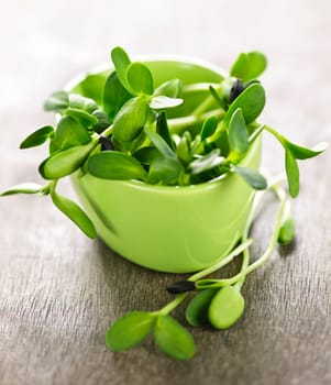 Green sunflower sprouts in a cup