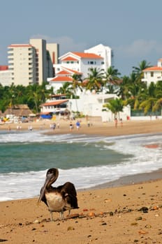 Pelican on beach in Mexico