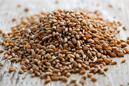 Whole grain wheat kernels closeup