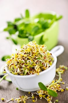 Sprouts in cups