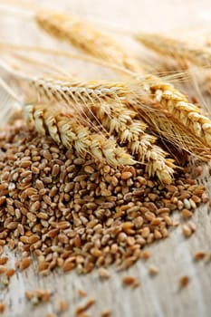 Whole grain wheat kernels closeup
