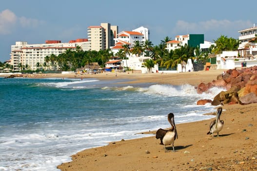 Pelicans on beach in Mexico