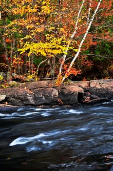 Fall forest and river landscape