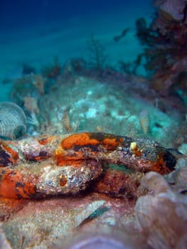 rusted chain under water