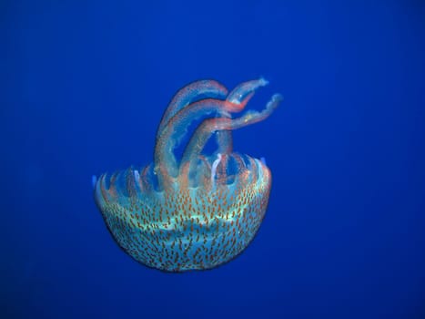 Glow jellyfish Pelagia noctiluca