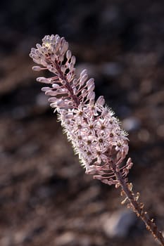 Sea onion,Urginea maritima