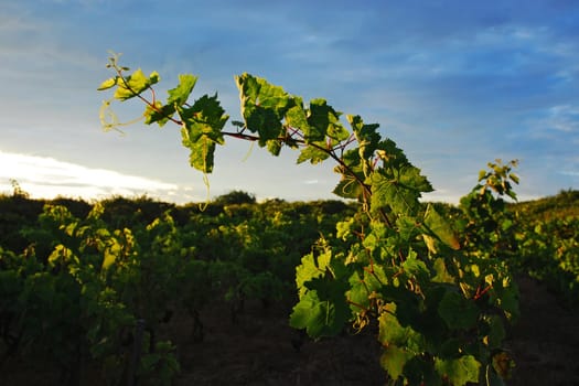 Vineyard in the morning